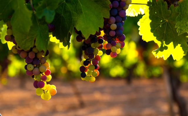 Susumaniello, un vitigno in estinzione che oggi traina la vitivinicoltura salentina