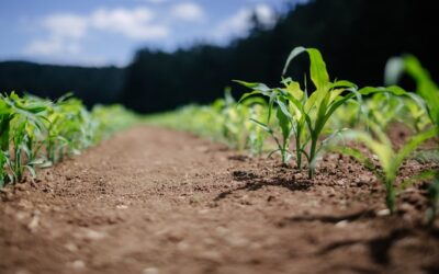 In Calabria l’agroecologia e l’agricoltura resiliente della cooperativa “Della Terra contadinanza necessaria”