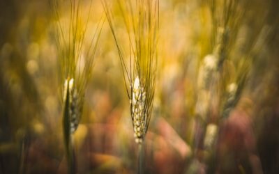 SIBaTer: sospese le attività per la pausa estiva, riprendiamo a fine agosto