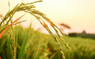 CIA-Agricoltori Italiani: accordo per aumentare sementi biologiche in Italia