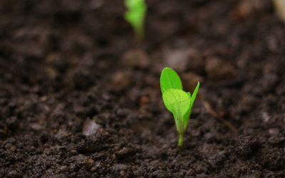 Nasce la piattaforma delle Banche pubbliche per investimenti agricoli ecologici e inclusivi