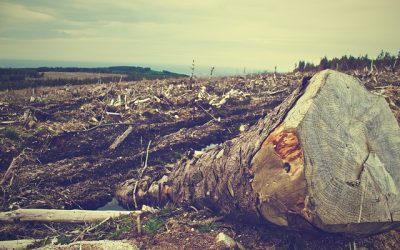 COP26: stop alla deforestazione entro il 2030