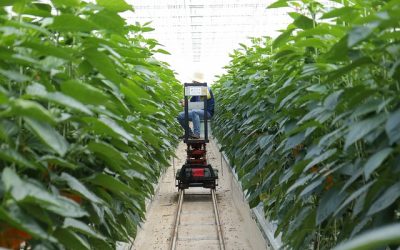 Piano strategico nuova PAC: smart farming e strumenti contrattuali