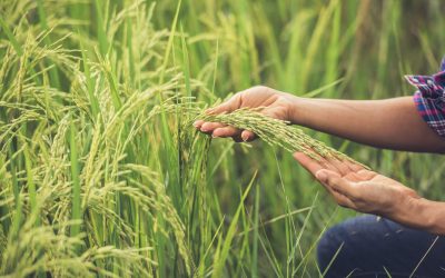 Fondi ISMEA per agricoltura giovanile e femminile: requisiti e domande 2022